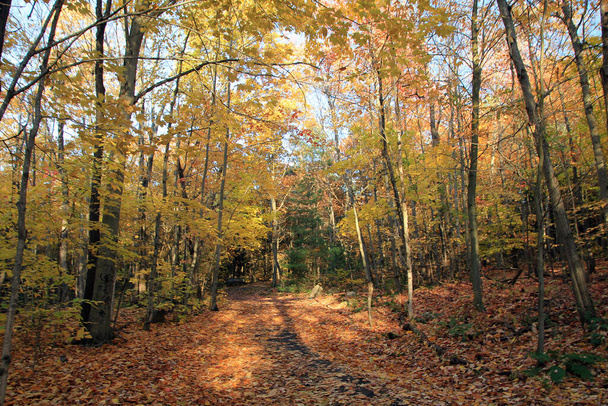 Podzimní krajina se stezkou mezi barevnými stromy - Fotografie, Obrázek