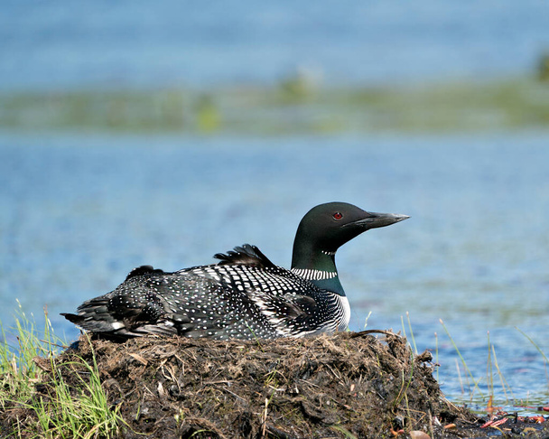 Loon nesting and guarding the nest by the lake shore in its environment and habitat with a blur background. Loon Nest Image. Loon on Lake. Loon in Wetland. Picture. Portrait. Photo.  - Foto, afbeelding