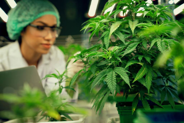 Vrouwelijke wetenschapper met een afvoerdop die haar laptop vasthoudt en tevreden cannabisplanten inspecteert in een curatieve indoor cannabiskwekerij. Concept van cannabisproduct voor medisch gebruik in kweekfaciliteiten. - Foto, afbeelding