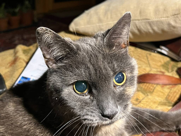 猫の顔を閉じて、美しい短い毛の毛の灰色の部分英語ブルーの繁殖フェラインは愛らしいペットの耳で自宅のインテリアの背景にクッションの上に座って警告ウィスカと目の幅 - 写真・画像