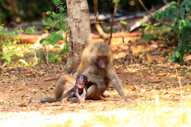Olive Baboon (Papio anubis) in Mole National park, Ghana, West Africa - Photo, Image