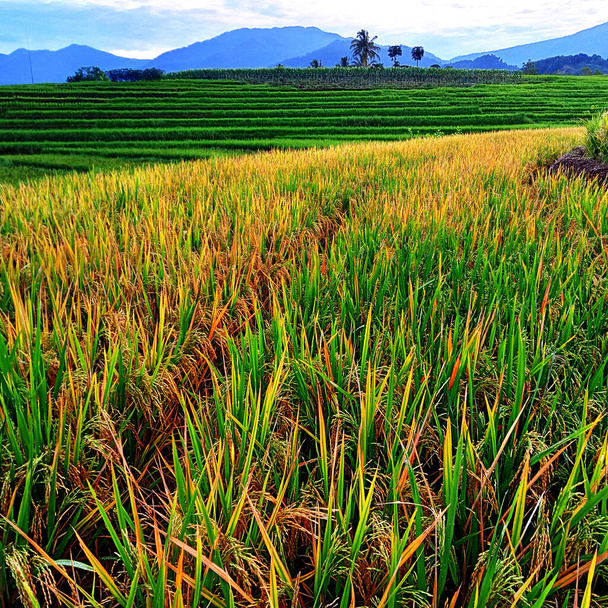 photo of rice plants that are yellowing - Foto, imagen