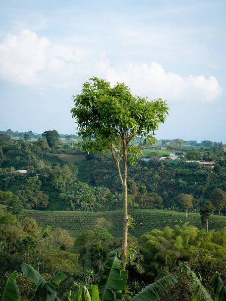 L'avocat (Persea americana), un arbre dans une journée ensoleillée - Photo, image