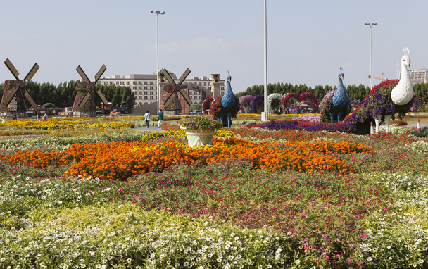Flower Park in Dubai (Dubai Miracle Garden). United Arab Emirates. - Photo, Image
