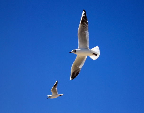 İki martı karşı mavi gökyüzü uçan - Fotoğraf, Görsel