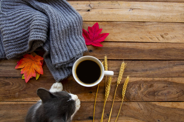 café chaud expresso, tricot écharpe en laine et chat arrangement détente plat style lay sur fond en bois - Photo, image