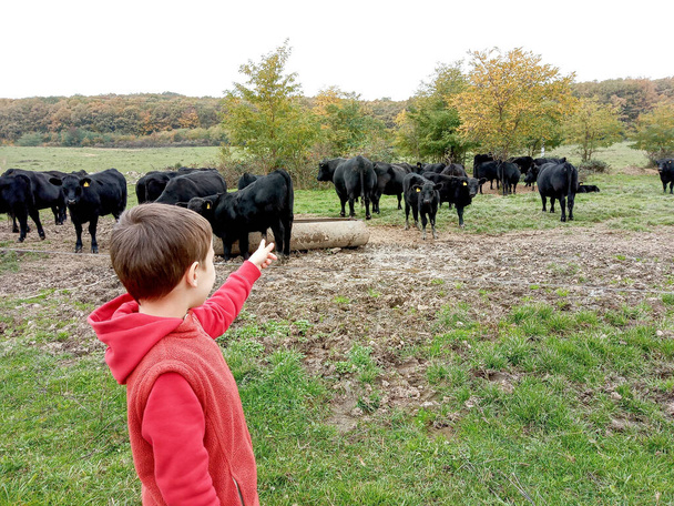 Un niño de 6 años mira una manada de vacas negras Angus en Rumania - Foto, imagen