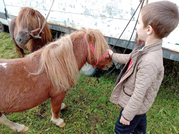 Een 6-jarige jongen naast twee pony 's - Foto, afbeelding