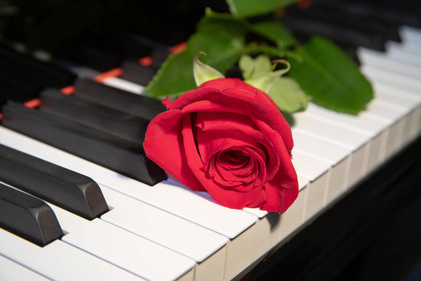 A bright red rose lies on a black and white piano keyboard, a flower and music, a symbol - Φωτογραφία, εικόνα