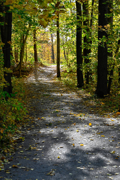 trail through autumn forest with yellow leaves Kumla Sweden october 10 2022 - Fotoğraf, Görsel