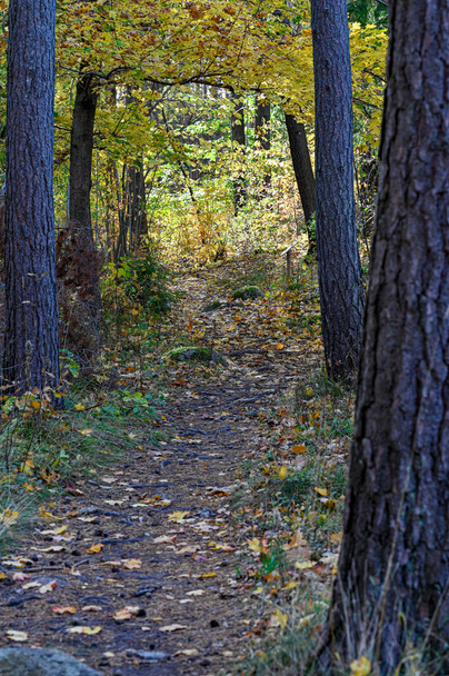 trail through autumn forest with yellow leaves Kumla Sweden october 10 2022 - 写真・画像