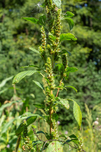 Amaranthus retroflexus Rotwurzelamaranth, Retroot Pigweed, Common Amaranth, Pigweed Amaranth und Common Tumbleweed. Unkraut und Heilpflanze. - Foto, Bild