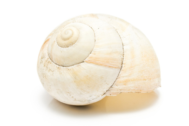 Spiral sea shell - Photo, Image