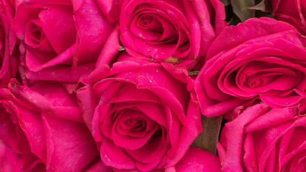 Pink roses background for present - Photo, Image