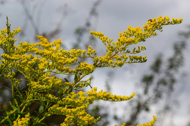 Solidago canadensis Canada goldenrod yellow flowers closeup. - Photo, Image