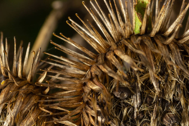 The prickly Herb Burdock plant or Arctium plant from the Asteraceae family. Dry brown Arctium minus. Dried seed heads in fall. Ripe burrs with sharp catchy hooks. Soft focus. - Photo, Image