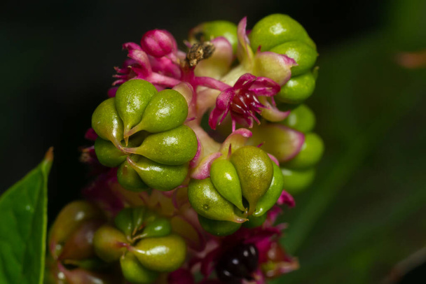 Phytolacca americanaa, Pokeweed-marjoja. Puutarha koristelu kasviperäisten kasvien. - Valokuva, kuva
