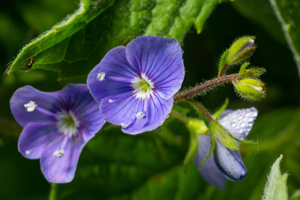 Veronica chamaedrys or germander speedwell blue flower, macro, close-up. - Photo, Image