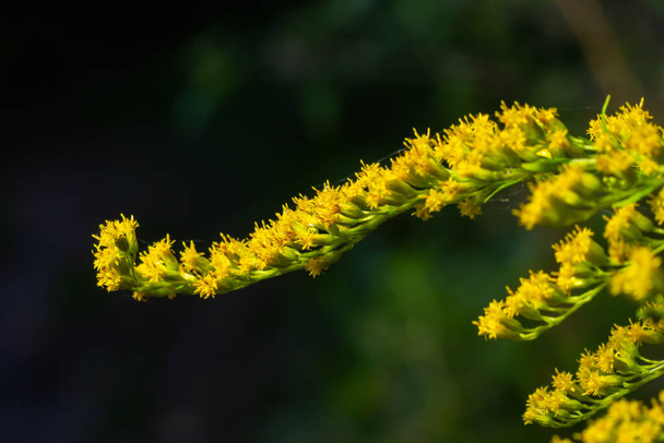 Yellow panicles of Solidago flowers in August. Solidago canadensis, known as Canada goldenrod or Canadian goldenrod, is an herbaceous perennial plant of the family Asteraceae. - Photo, Image