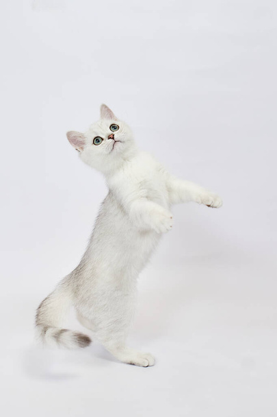 白い背景に美しい白い子猫英国の銀のチンチラが飛び跳ねる - 写真・画像
