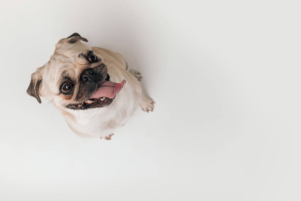 top view of funny little mops doggy looking up, sticking out tongue and panting in front of grey background in studio - 写真・画像