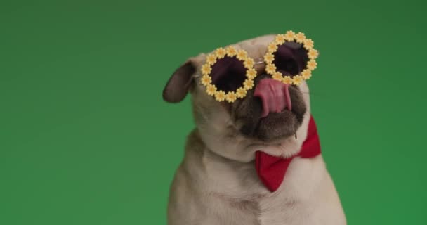 pequeño trapeadores perro lamiendo su boca, usando gafas de girasol, una pajarita roja y luego mirando directamente a la cámara - Imágenes, Vídeo
