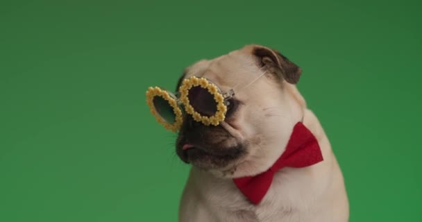 roztomilý malý mops pes lízání jeho ústa, úsměv do kamery, nošení slunečnicových brýlí a červená motýlka - Záběry, video