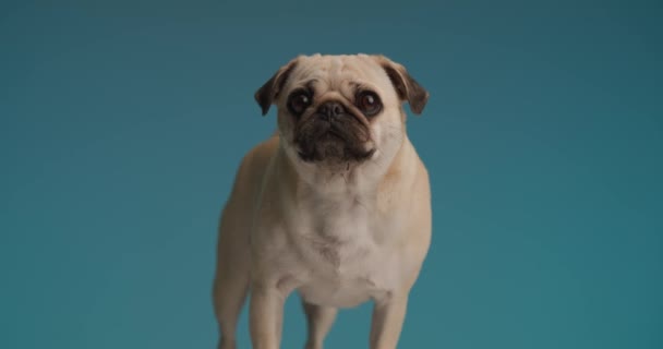 lindo perrito haciendo ojos muy grandes y de pie sobre fondo azul - Metraje, vídeo