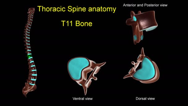 医療コンセプト用胸部脊椎T 11骨解剖学前後回転付き3Dアニメーション - 映像、動画