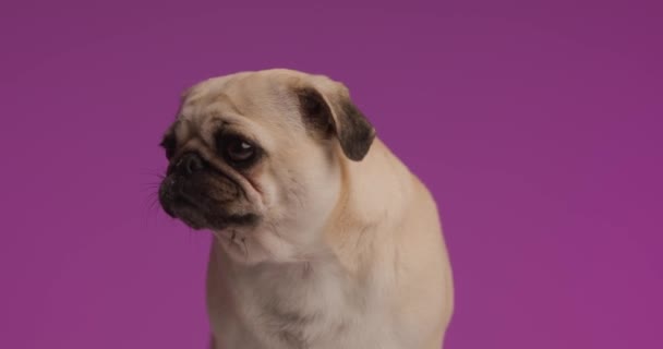 hermoso perrito lamiendo su boca después de una deliciosa cena sobre fondo púrpura - Metraje, vídeo