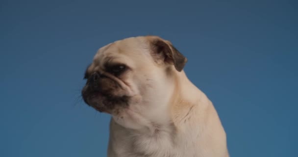 rozkošný malý mops pes dychtivý něco sníst a lízat si nos na modrém pozadí - Záběry, video