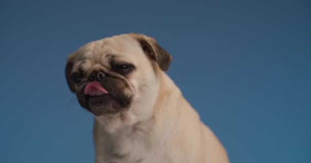 koele pug likken zijn neus op blauwe achtergrond - Video
