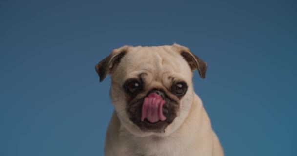 sladký mops pes zvědavý, co je nad ním a lízání jeho ústa na modrém pozadí - Záběry, video