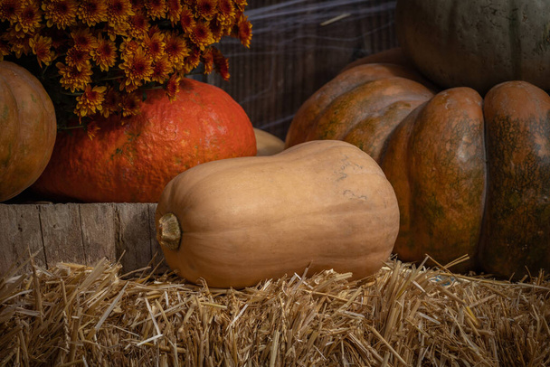 pumpkins and gourds as decoration for the Halloween party - Fotografie, Obrázek