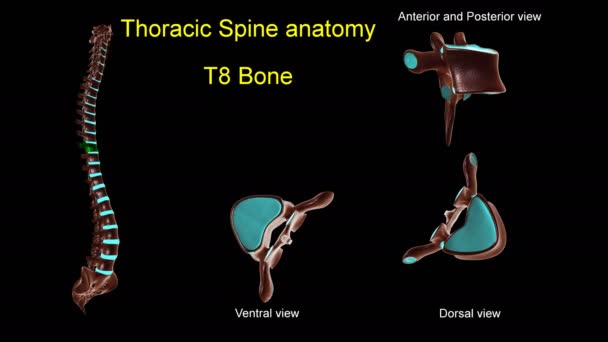 Грудний хребет Т 8 кісткова анатомія для медичної концепції 3D анімація з переднім і заднім обертанням
 - Кадри, відео