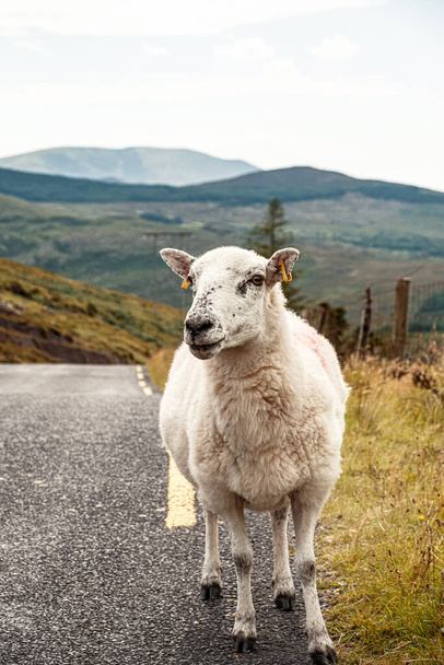 Літом одна вівця їде по дорозі в Ірландію, заглядаючи в камеру. - Фото, зображення