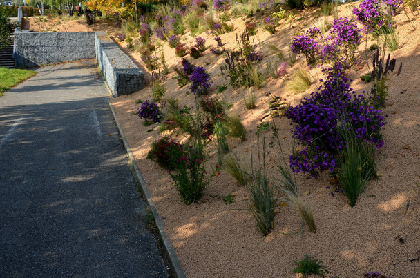 flowering asters in flower bed form a monoculture, a carpet of flowers. behind taller grass. garden arrangement prairie sunny character, mulching with beige gravel, white limestone paths, steps, step, dune, desert - Photo, Image