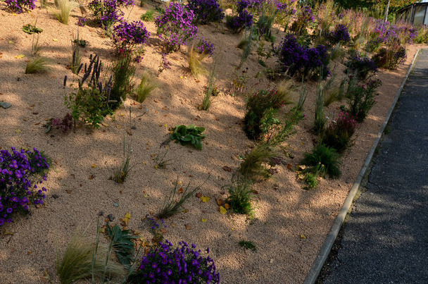 Kwitnące astry w klombie kwiatu tworzą monokulturę, dywan kwiatów. za wyższą trawą. aranżacja ogrodu preria słoneczny charakter, mulczowanie z beżowym żwirem, białe ścieżki wapienne, kroki, krok, wydma, pustynia - Zdjęcie, obraz