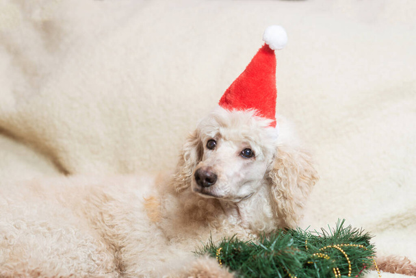 Año Nuevo, Navidad y un perro en un sombrero de Año Nuevo se encuentra cerca de la corona del árbol de Navidad en el sofá. - Foto, Imagen