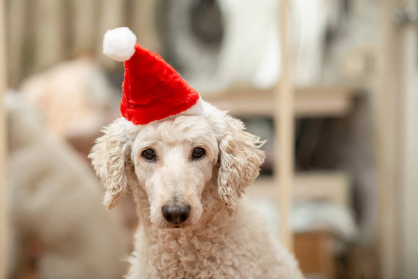Πρωτοχρονιάτικη ιδέα σκύλου. Βασιλικό κανίς με το καπέλο του Άγιου Βασίλη. - Φωτογραφία, εικόνα