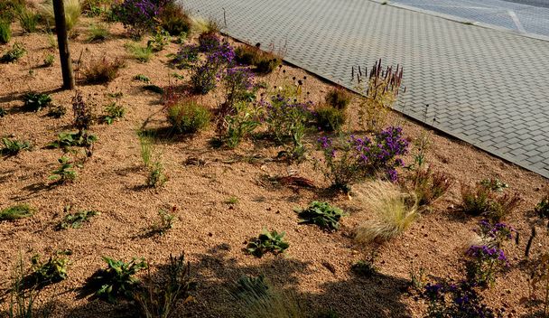 花壇の花序は単斜花、花のカーペットを形成します。背の高い草の後ろ。庭の配置草原日当たりの良い文字は、ベージュの砂利、白い石灰岩のパス、ステップ、ステップ、砂丘、砂漠でマルチ - 写真・画像