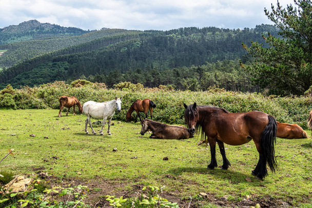 Wild horses along the road to San Andres de Teixido, A Coruna Province, Galicia, Spain. Ruta de la Miradores - Photo, Image