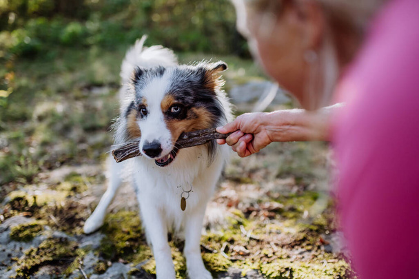 Senior woman playing and training her dog during autumn walk in the forest. - Photo, Image