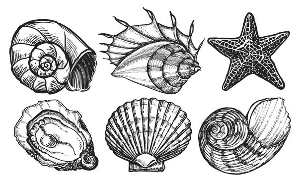 Sea animals set. Seashell sketch. Starfish, mussel, ocean shell. Marine concept. Underwater world illustration - Фото, зображення