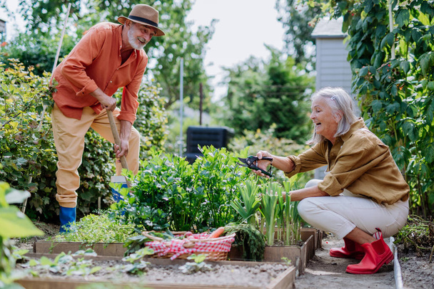 Happy senior couple working and harvesting fresh vegetables from their garden. - Foto, Imagen