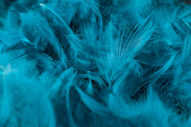 imagen abstracta de plumas azules esponjosas sobre un fondo blanco.para etiquetas, volantes, pancartas, bloc de notas - Foto, Imagen