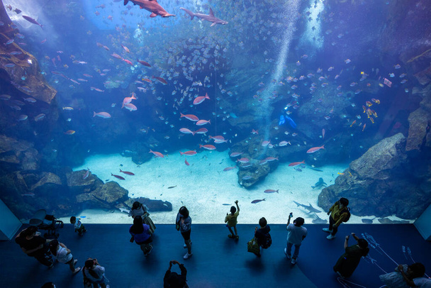 Taoyuan, Tajvan - 2022. július 06.: Xpark Akvárium Tajvanon - Fotó, kép