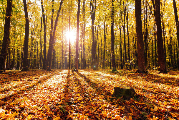 Beautiful autumn park. Forest in Autumn. - Fotó, kép