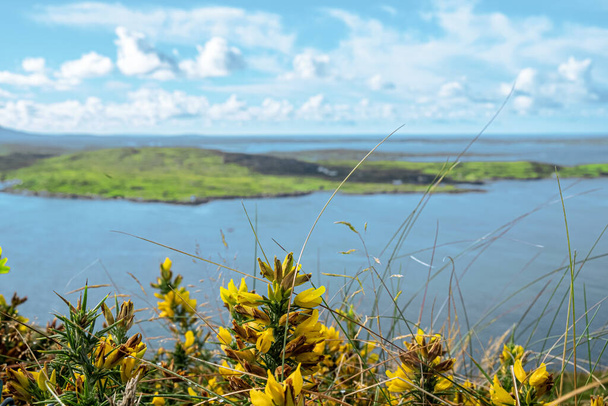 Kwitnący Ulex europaeus z irlandzkim krajobrazem w tle, Connemara, Irlandia - Zdjęcie, obraz