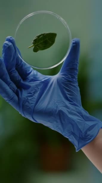 Video verticale: Primo piano dello scienziato biologo che tiene in mano una capsula di Petri con foglia verde che analizza la mutazione genetica sulla pianta. Ricercatore botanico che lavora nel laboratorio di ecologia ricerca biologica - Filmati, video